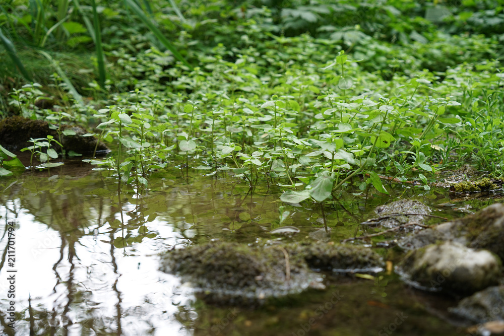 At a small stream in the Bavarian Germany, there are wonderful landscape to admire
At a small stream in the Bavarian Germany, there are wonderful landscape to admire
