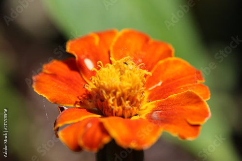 Orange and yellow marigold