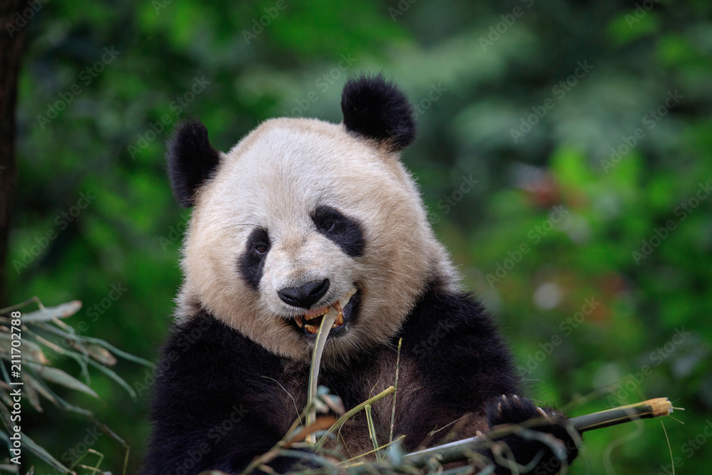 Panda Bear Munching/Eating Bamboo in Sichuan Province, China. Aggressive or  angry face expression, biting stick of bamboo. Panda is showing teeth/fangs.  Endangered Wildlife Conservation in China Photos | Adobe Stock