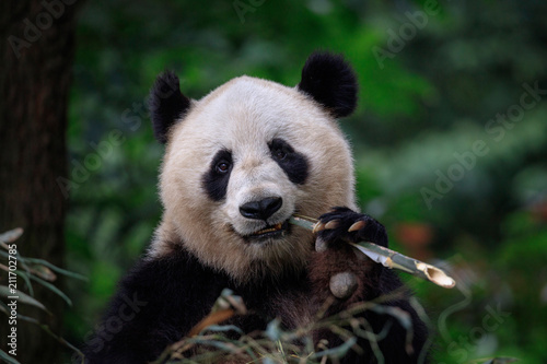 Panda Bear Munching/Eating Bamboo in Sichuan Province, China. Holding stick of bamboo in left paw, looking directly at viewer. Endangered Wildlife Conservation in China