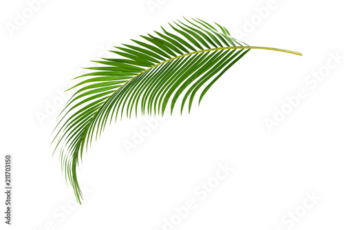 Palm leaves isolated on white background. photo