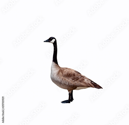 canadian goose close up cut out on a white background