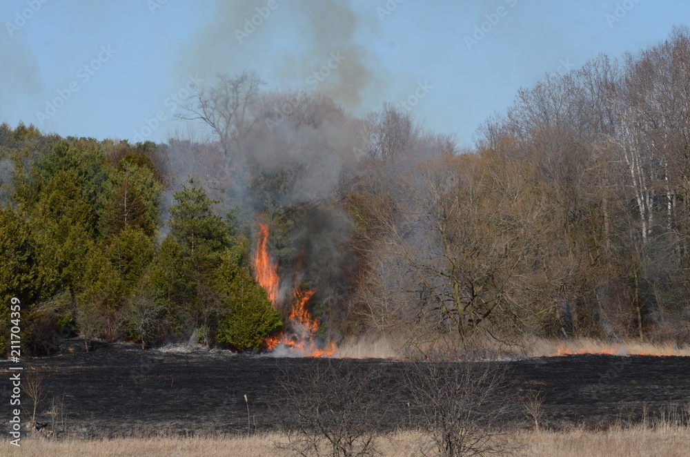 Fototapeta premium Wild fire and burning meadow grass