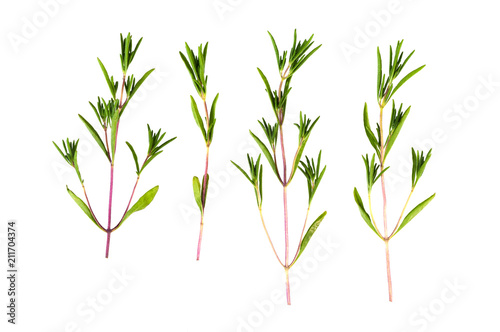 Set of summer savory isolated on a white background