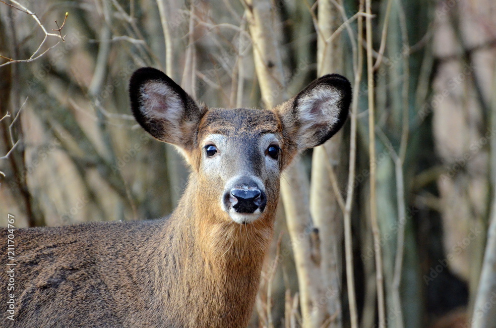 Wild White tailed deer posing in fall meadow Wild White tailed deer posing in fall meadow