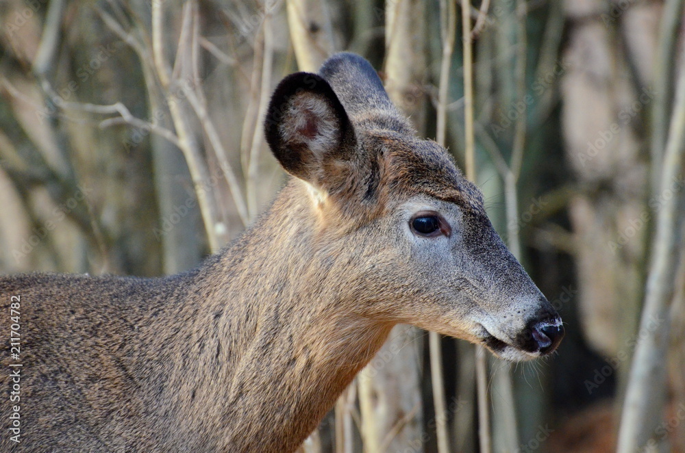 Fototapeta premium Wild White tailed deer posing in fall meadow