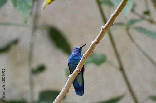 Violet Sabrewing Hummingbird photo