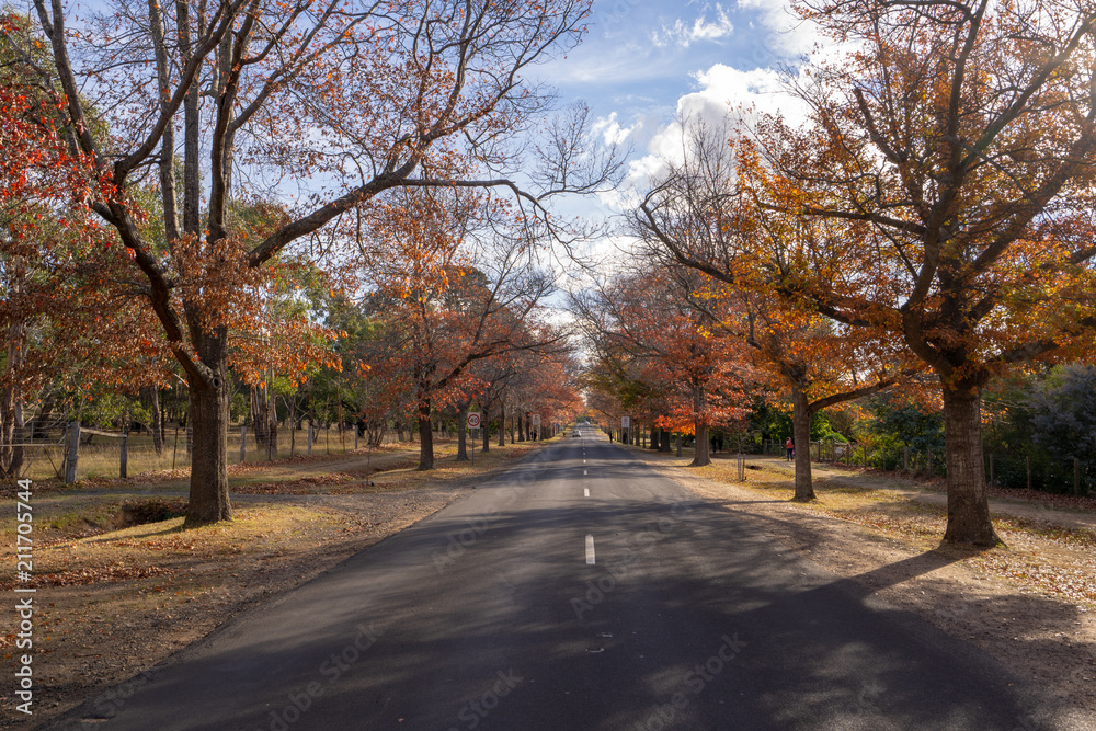 Mt Macedon Autumn Colour