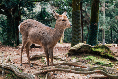 Deer with green forest  in Nara deer park  Japan