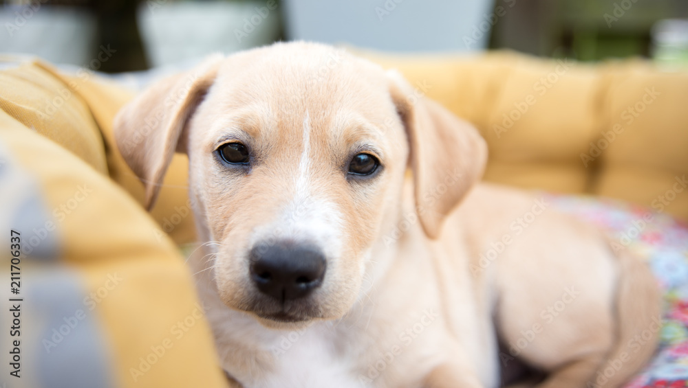 Mixed Breed Tan Colored Puppy Relaxing in Bed Outside Mixed Breed Tan Colored Puppy Relaxing in Bed Outside