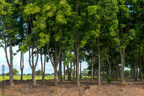 Many neem trees on the mound. photo