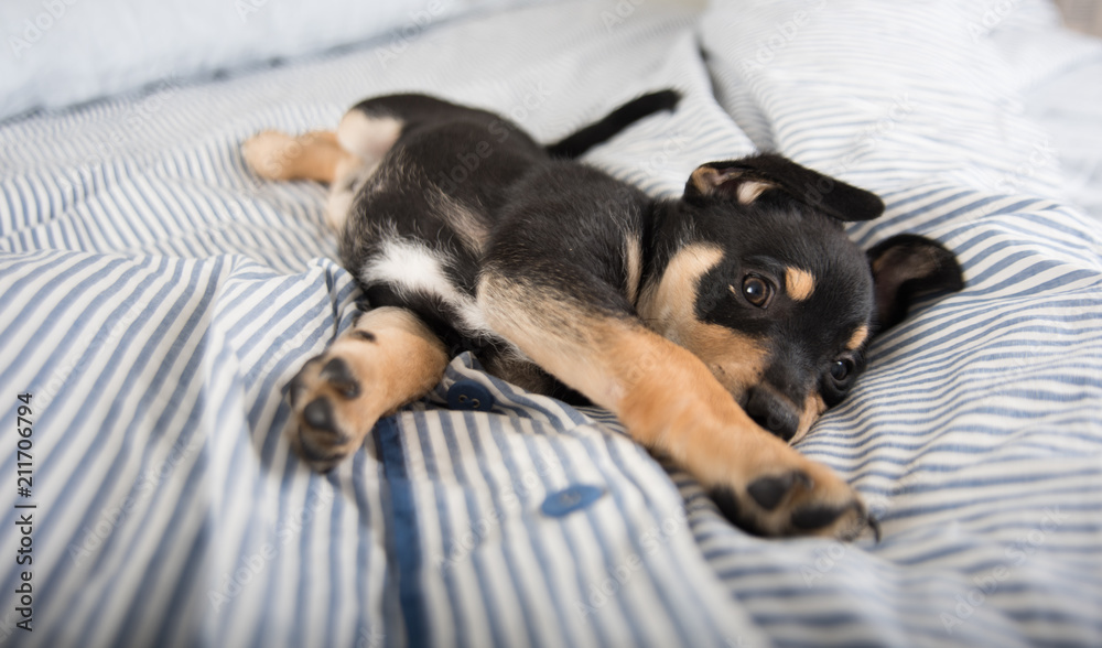 Adorable Black and Tan Puppy Relaxing on Human Bed Adorable Black and Tan Puppy Relaxing on Human Bed