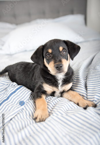 Adorable Black and Tan Puppy Relaxing on Human Bed © Anna Hoychuk