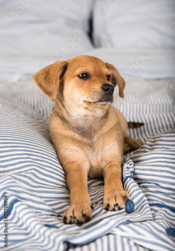 Fototapeta Naklejka Na Ścianę i Meble -  Adorable Puppy Relaxing on Human Bed
