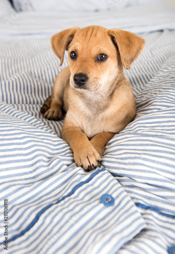 Tableau sur toile Adorable Puppy Relaxing on Human Bed