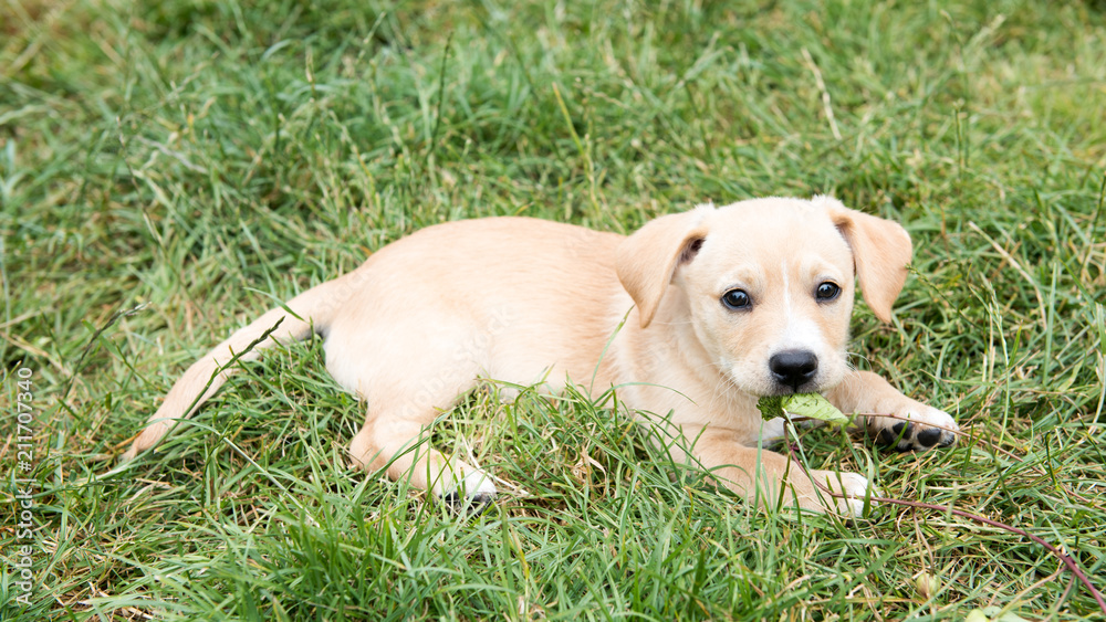 Adorable Young Puppy Playing on Blanket Adorable Young Puppy Playing on Blanket