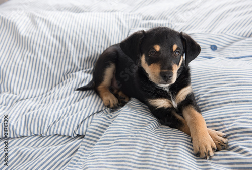 Foto Adorable Young Puppy Playing on Blanket