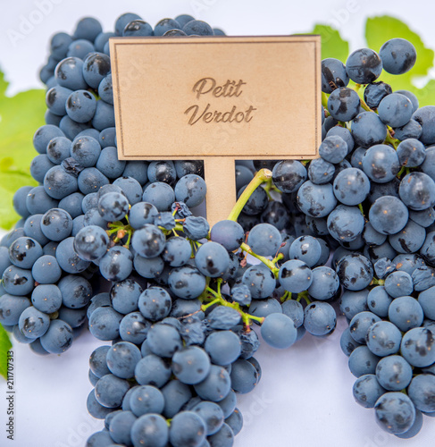 Petit Verdot Grapes & Leaves photo