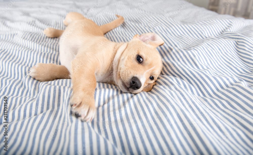 Adorable Young Puppy Playing on Blanket Adorable Young Puppy Playing on Blanket