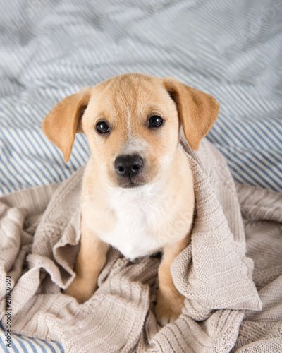 Young Puppy on Striped Blanket