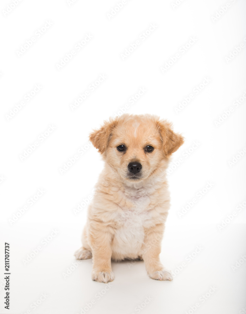 Light Sand Colored Puppy on White Background Light Sand Colored Puppy on White Background