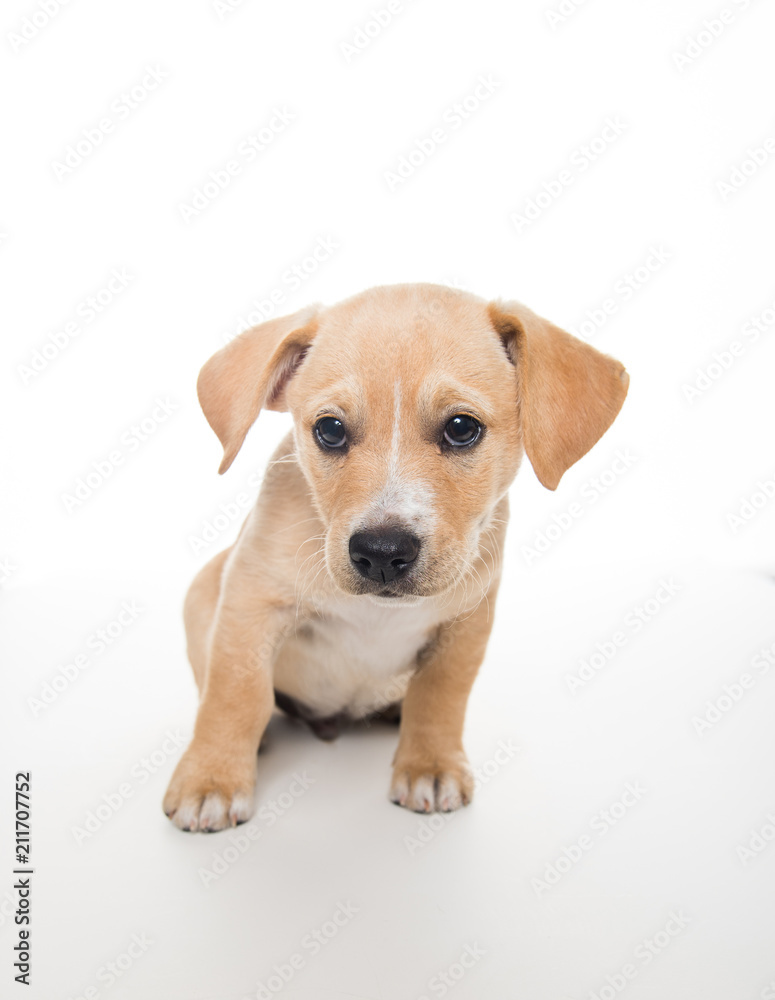Light Sand Colored Puppy on White Background Light Sand Colored Puppy on White Background
