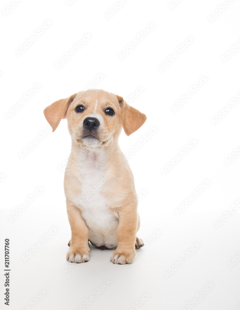 Light Sand Colored Puppy on White Background