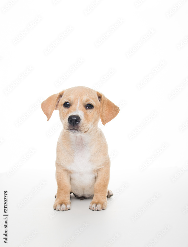 Light Sand Colored Puppy on White Background