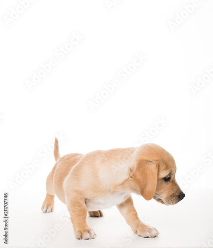 Light Sand Colored Puppy on White Background