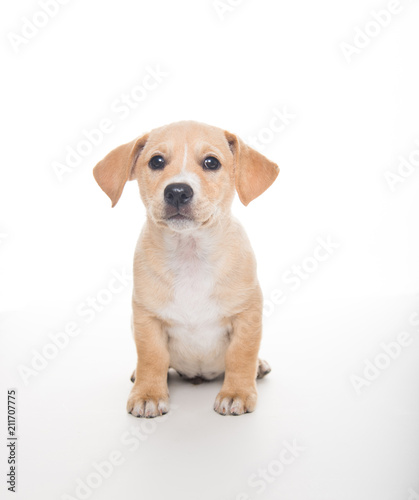 Light Sand Colored Puppy on White Background