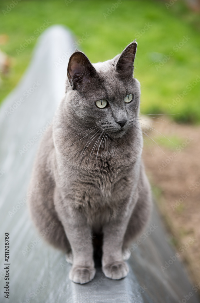 Large Short Haired Cat Hanging Out in Backyard Large Short Haired Cat Hanging Out in Backyard
