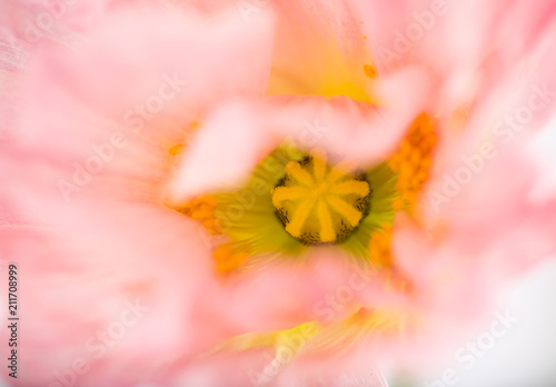Soft Pink Flower of Iceland Poppy Flower © Anna Hoychuk
