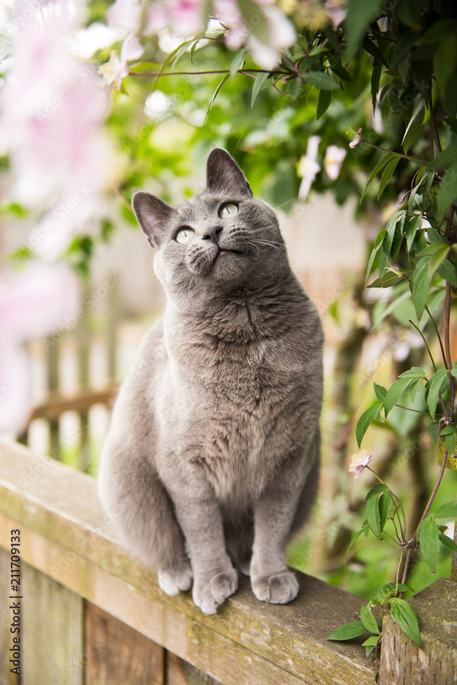 Gray Cat Sitting on Patio Watching Birds