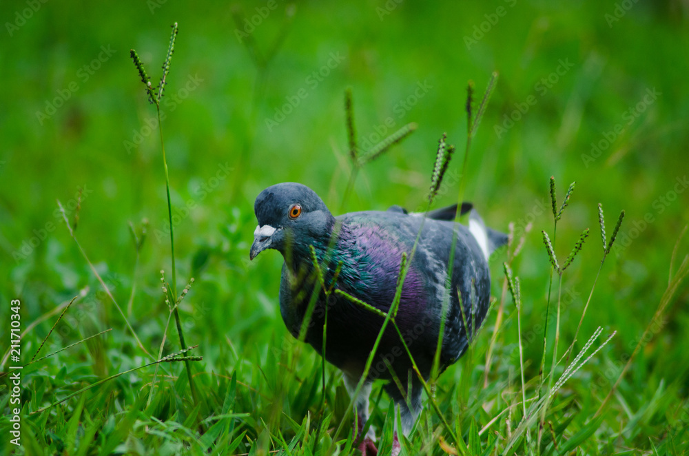 Obraz premium The Field Pigeon