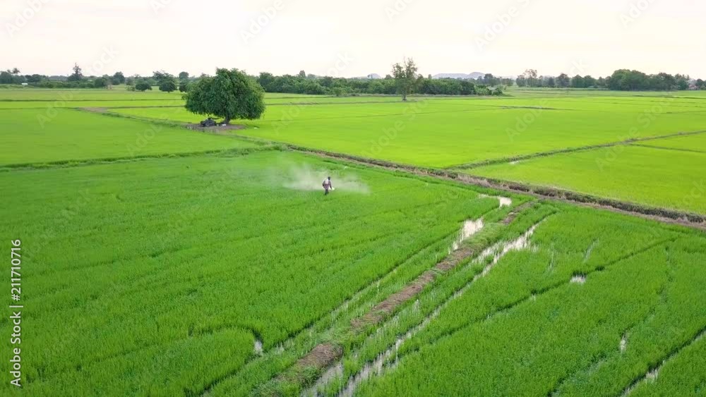 Aerial view of farmer spraying chemical to young green rice field in Thailand. Agriculture concept Landscape background Aerial view of farmer spraying chemical to young green rice field in Thailand. Agriculture concept Landscape background