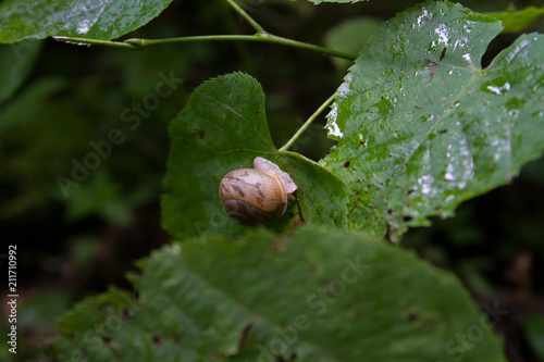 Painted snake-coiled forest snail/painted tigersnail on a Wet Leaf in the Woods photo