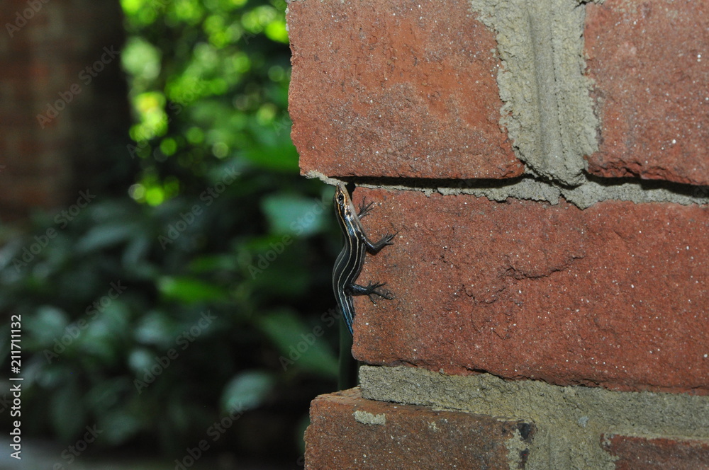 lizard lizard