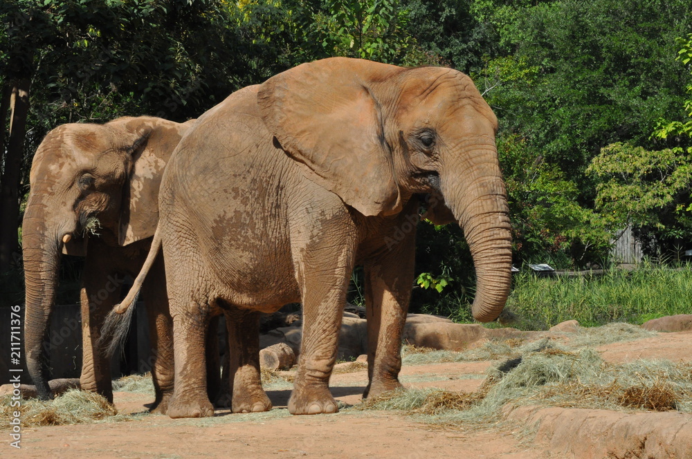 Fototapeta premium 2 elephants