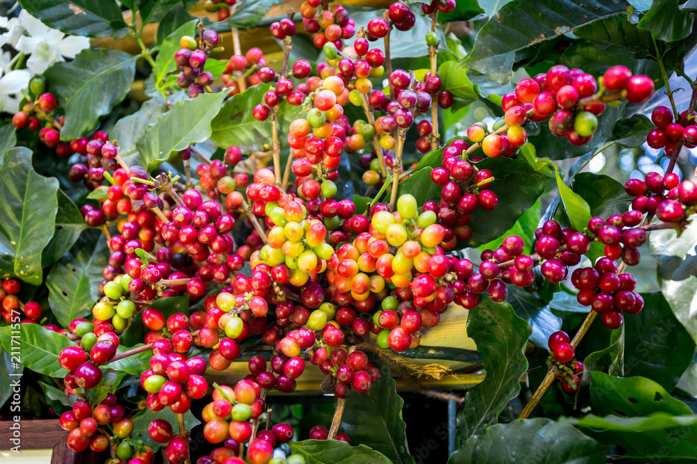 Coffee beans ripening on a tree. Coffee beans ripening on a tree.