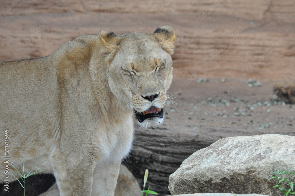 Obraz premium lioness