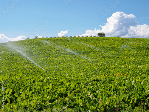 Vegetable field with irrigation system - Azofra, La Rioja, Spain photo
