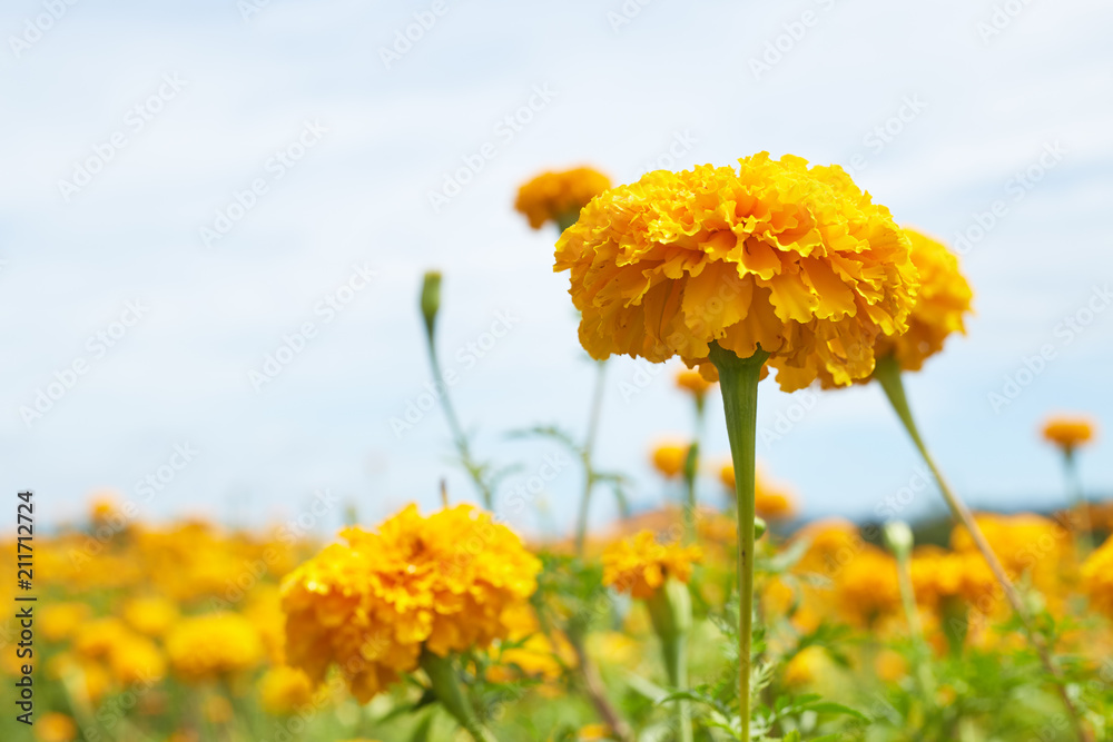 Beautiful Marigold flowers