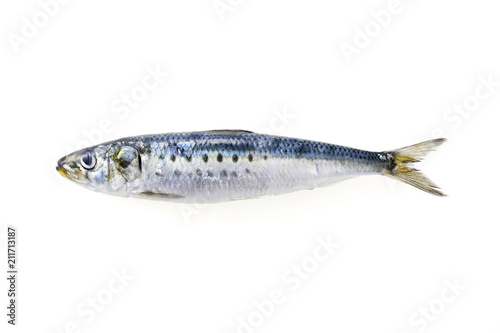 真鰯　Japanese sardine photo