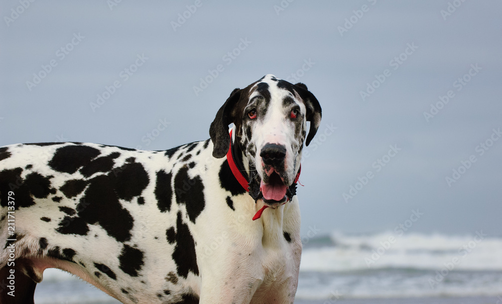 Great Dane dog outdoor portrait against sky and ocean