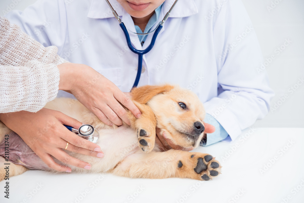 Closeup shot of veterinarian hands checking dog by stethoscope in vet clinic. - obrazy, fototapety, plakaty 