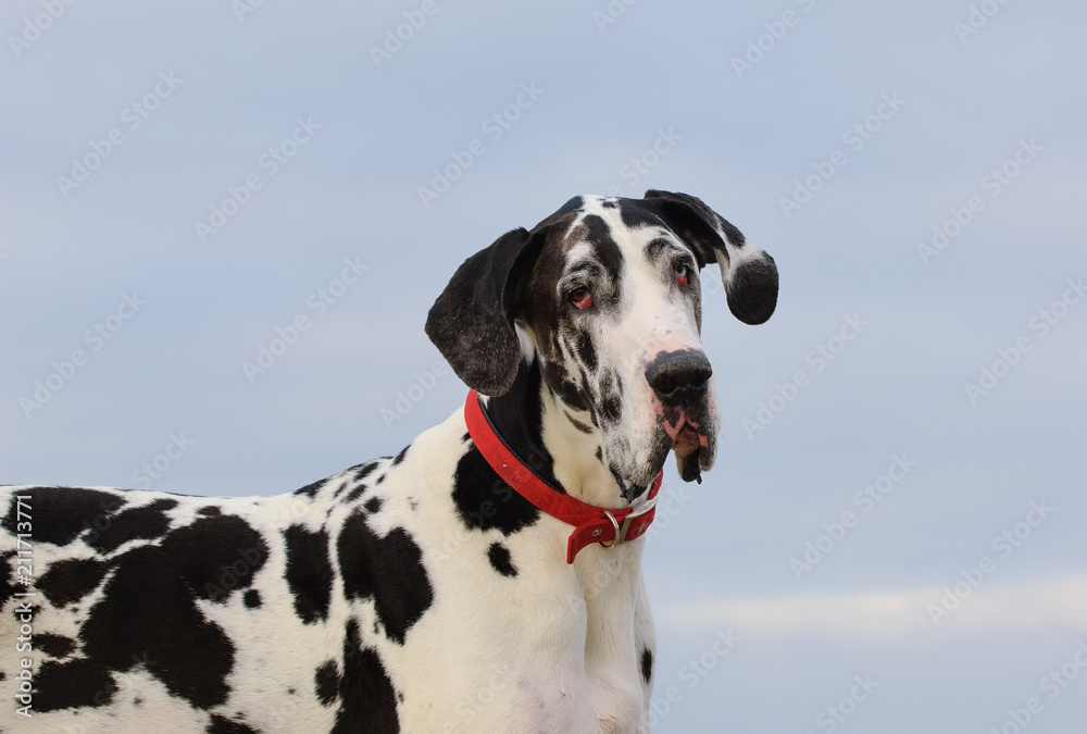 Great Dane dog outdoor portrait against blue sky and ocean