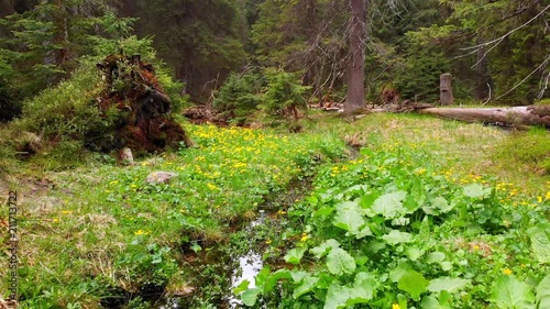 Beautiful streams flow into river Brebeneskul, Ukrainian Carpathians photo