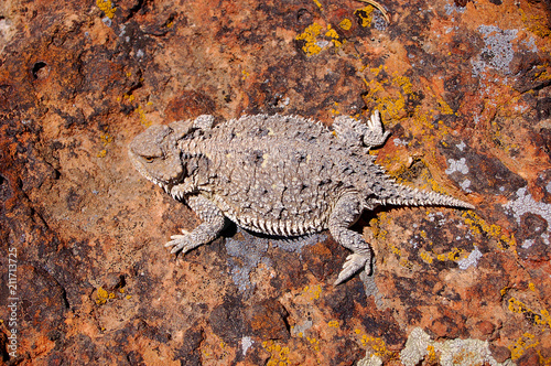Horny toad lizard on orange stone on a mesa in the Bisti/De na zin wilderness In Northern NM.
