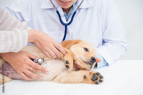 Fototapeta Naklejka Na Ścianę i Meble -  Closeup shot of veterinarian hands checking dog by stethoscope in vet clinic.