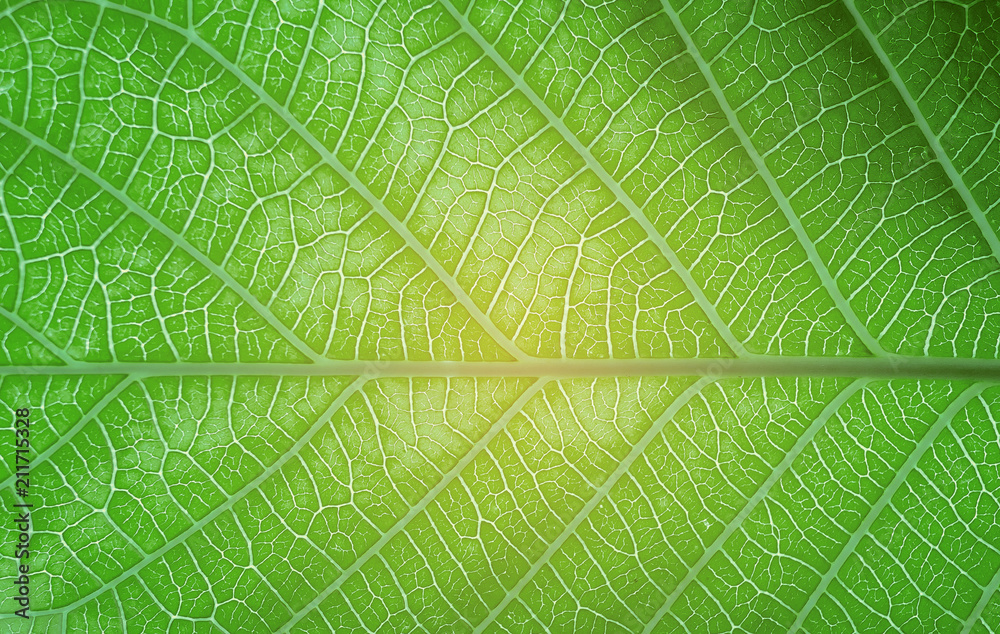 Fototapeta Zielone liście naturalne tło tapety, tekstura liści, zielone liście na ścianie w tle